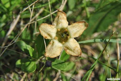 Flor de sapo chica (Jaborosa runcinata)