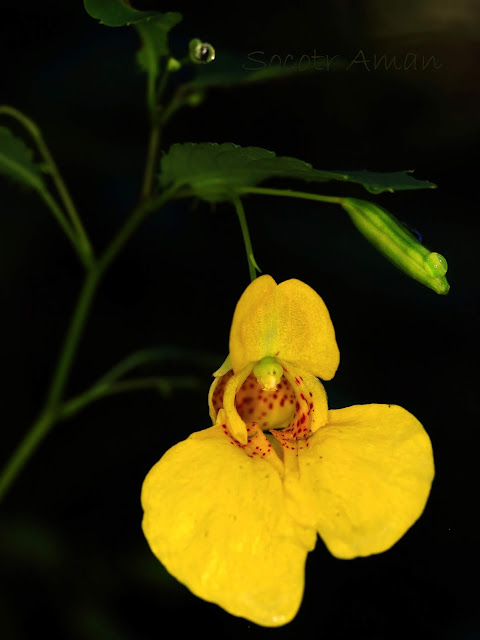 Impatiens noli-tangere