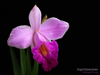 Orquídea Arundina graminifolia