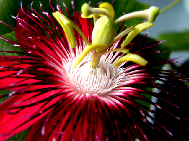 A beleza das flores do maracujá