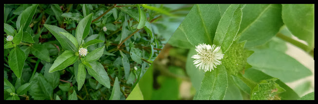 Ayurvedic Herbs Of Nepal ECLIPTA PROSTRATA भृङ्गराज Bhringaraj