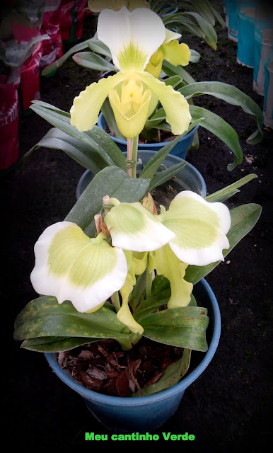 Onde comprar ORQUÍDEA-SAPATINHO - ( Paphiopedilum insigne )