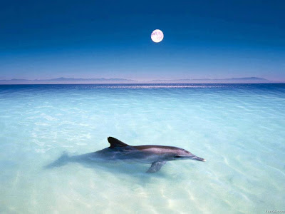 delfín agua cristalina