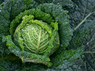 Brassica