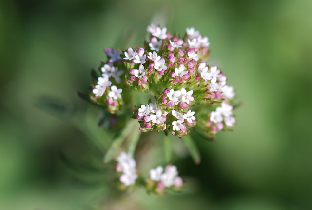 Centranthus calcitrapae