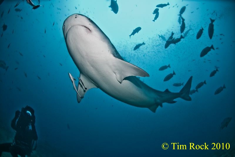 It once again contributes very interesting insight into how Tiger Sharks 