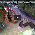 A Young Boy Fighting With WORLD'S BIGGEST SNAKE EVER! GIANT ANACONDA