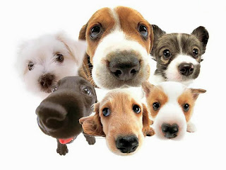 Top 4 interesting facts about dogs 