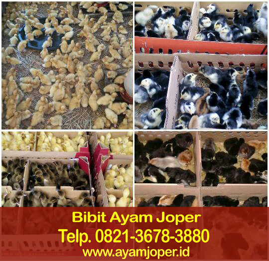 Jual Bibit Ayam Kampung Super Banda Aceh 