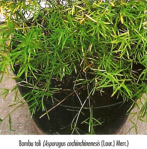 Umbi Bambu Tali Konsep Penting!