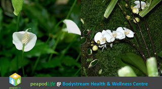 PeapodLife @ Bodystream Health & Wellness Centre in Barrie, Ontario, Photos 2013 