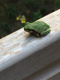 green tree frog on front stoop rail