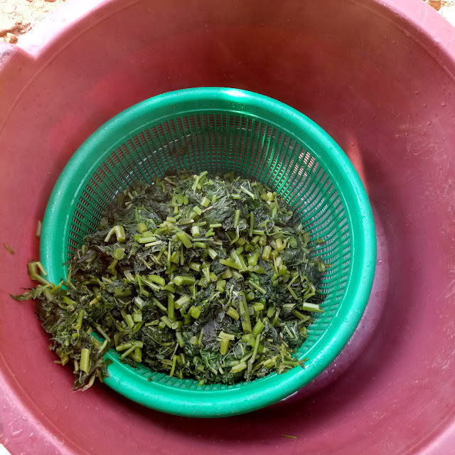 straining njama-njama, huckleberry leaves after cooking, boiling