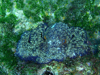 Marine Life at Galapagos Islands