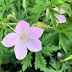 Geranium clarkei ‘Kashmir Pink’ - Clarkes-storkenebb