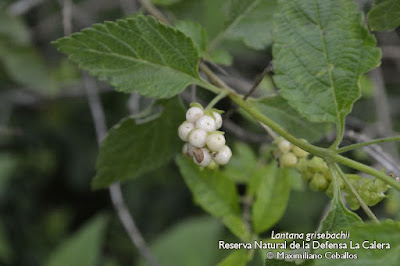 Lantana (Lantana grisebachii)