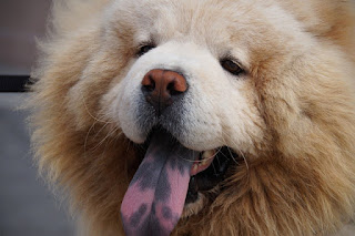 Chow chow características, cuidados, historia y salud