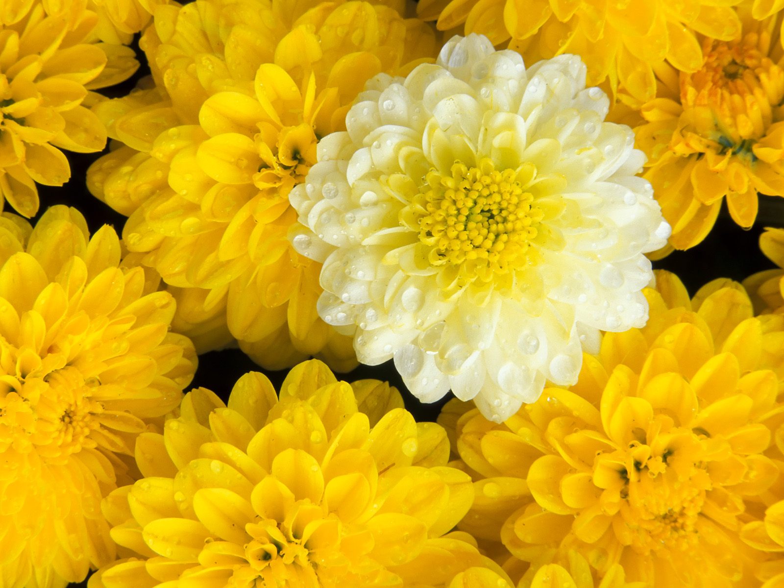 Buletin Cinta Download Walpaper Cantik  Bunga  Dan Bingkai  