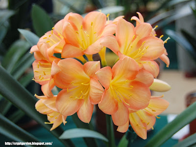 JHB clivia show 2015