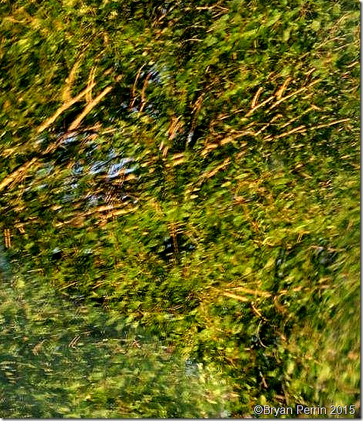 reflected limbs and leaves in the breeze 