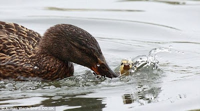 Bossy Duck Gives Duckling a Dunk Seen On  www.coolpicturegallery.us