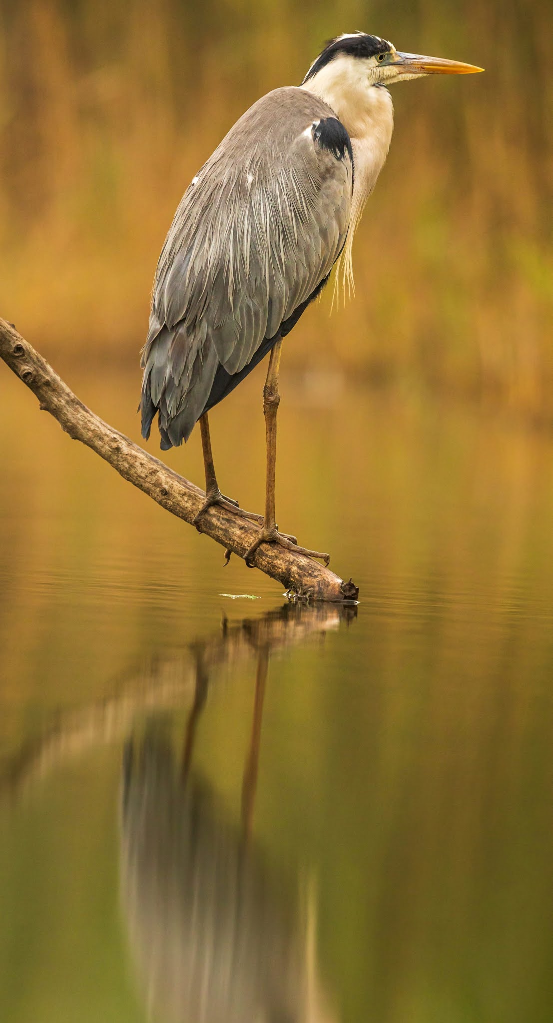 Heron reflection.