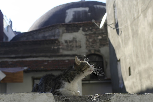 Hamam Cat