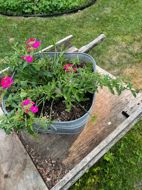 Photo of deer eaten annuals in a laundry tub.