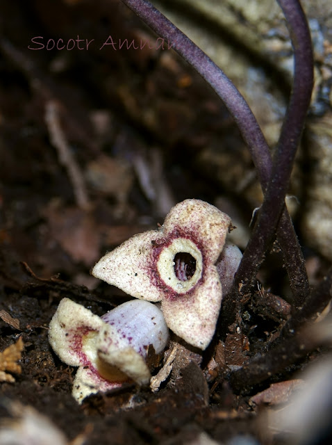 Asarum nipponicum