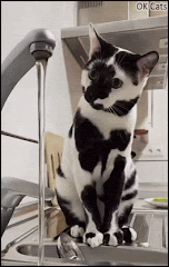 Amazing Cat GIF • Check out an amazing and beautiful cat breed : the COW CAT with black and white markings! [ok-cats.com]