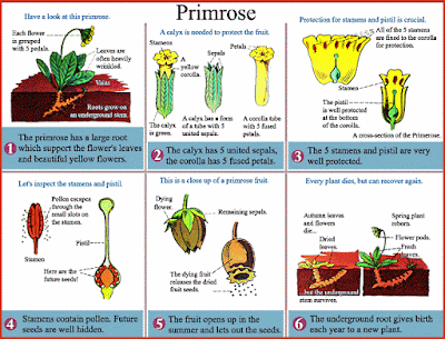 http://www.mcguffeysonlinetutor.com/members/5114_eChart_Lesson_CXIV_Primrose__McGuffeys_Fifth_Eclectic_Reader_revised_edition.cfm