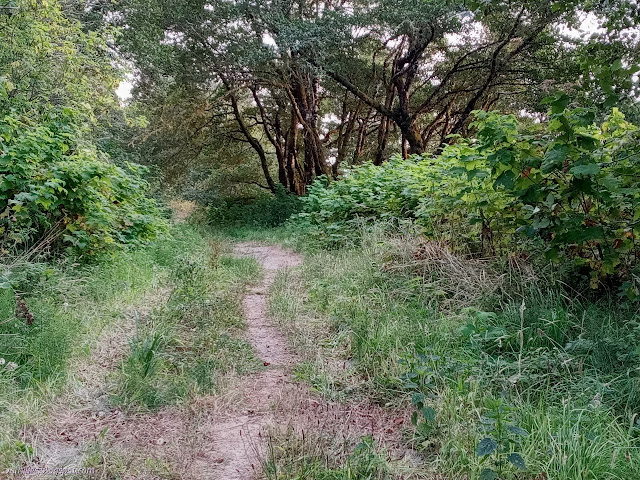 official trail, which is old road