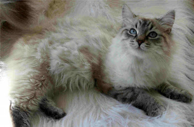 Siberian cat