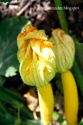 august-in-the-garden-courgette