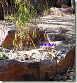 umbrawarra gorge 1