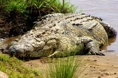 Nile-Crocodile