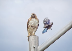 Red-tailed hawk and Blue jay.