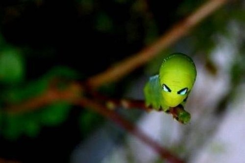 Insects-that-look-like-aliens-003