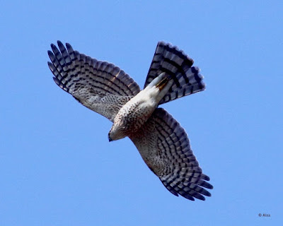 "Eurasian Sparrowhawk - Accipiter nisus, winter visitor, soaring through the air."