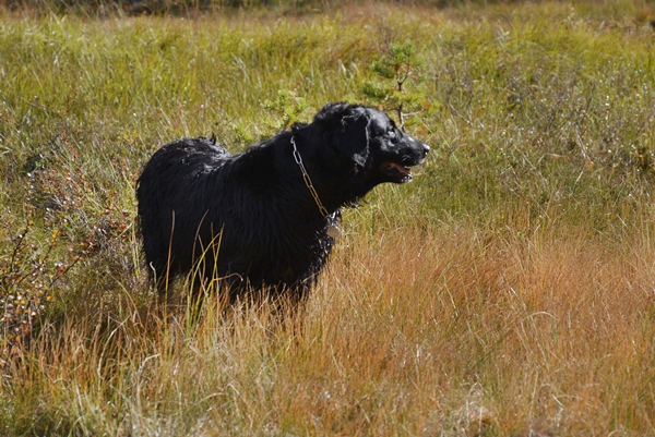 totjerna flat coated retriever