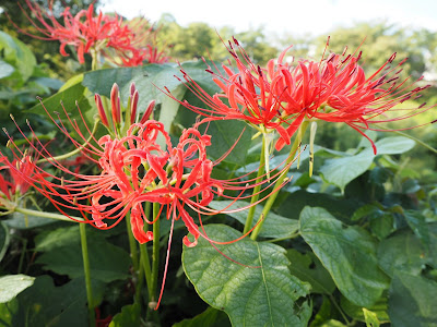 ヒガンバナ　彼岸花　曼珠沙華