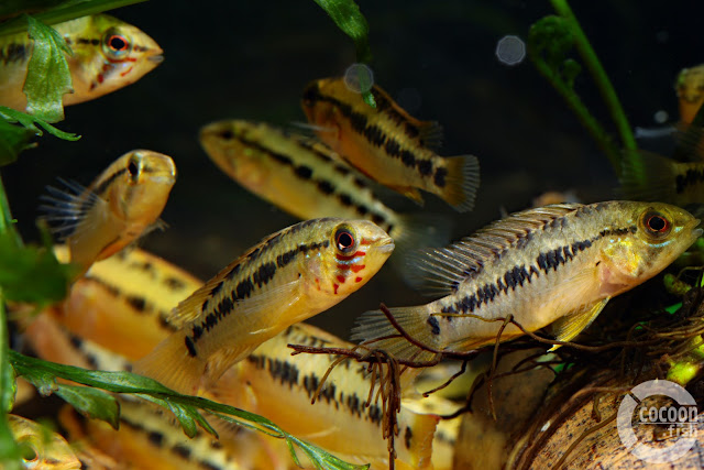 Apistogramma sp. D28