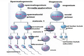 Pengertian Spermatogenesis, Oogenesis Dan Gametogenesis