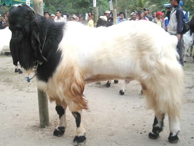 Cara Ternak Kambing Etawa untuk Skala Bisnis Budidaya Kambing