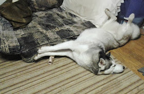 Cute dogs - part 6 (50 pics), dog sleeps in awkward position