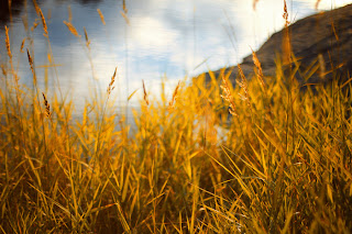 Grass_Autumn_deviantart