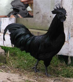  Ayam  Jago  pshtgresik