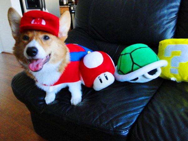 Funny and creative pet costumes, dog costumes, dressed up dog