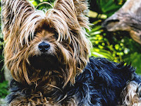 Race De Chien Qui Ne Perd Pas Son Poil