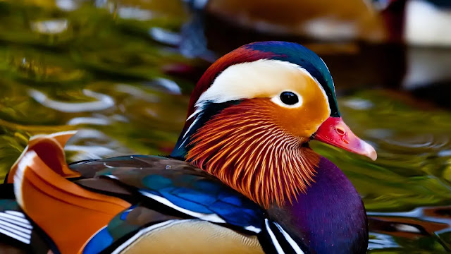 Mandarin Duck